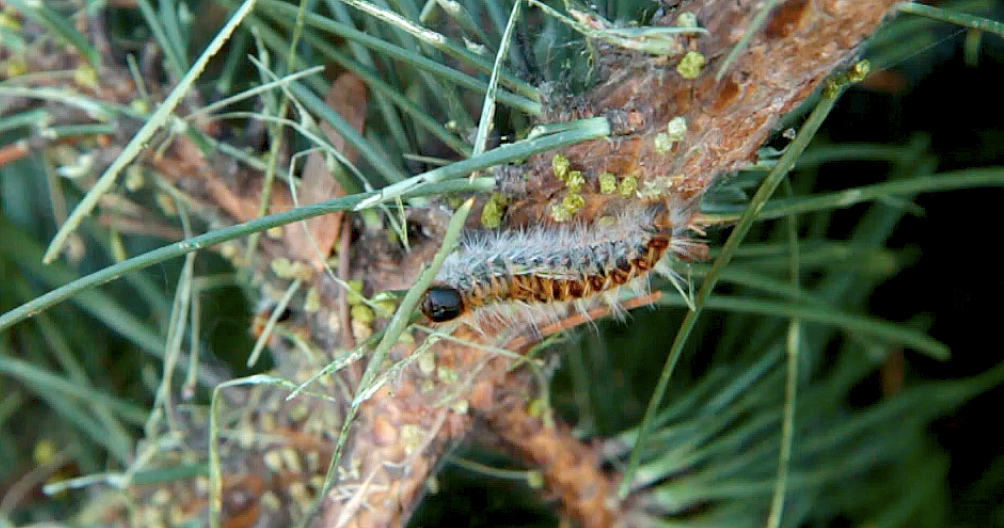 [ANIMAUX] Alerte aux chenilles processionnaires